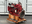 Cummins ISC 260 Series 24v 8.3L Engine | No Core Fee | 28k Miles!